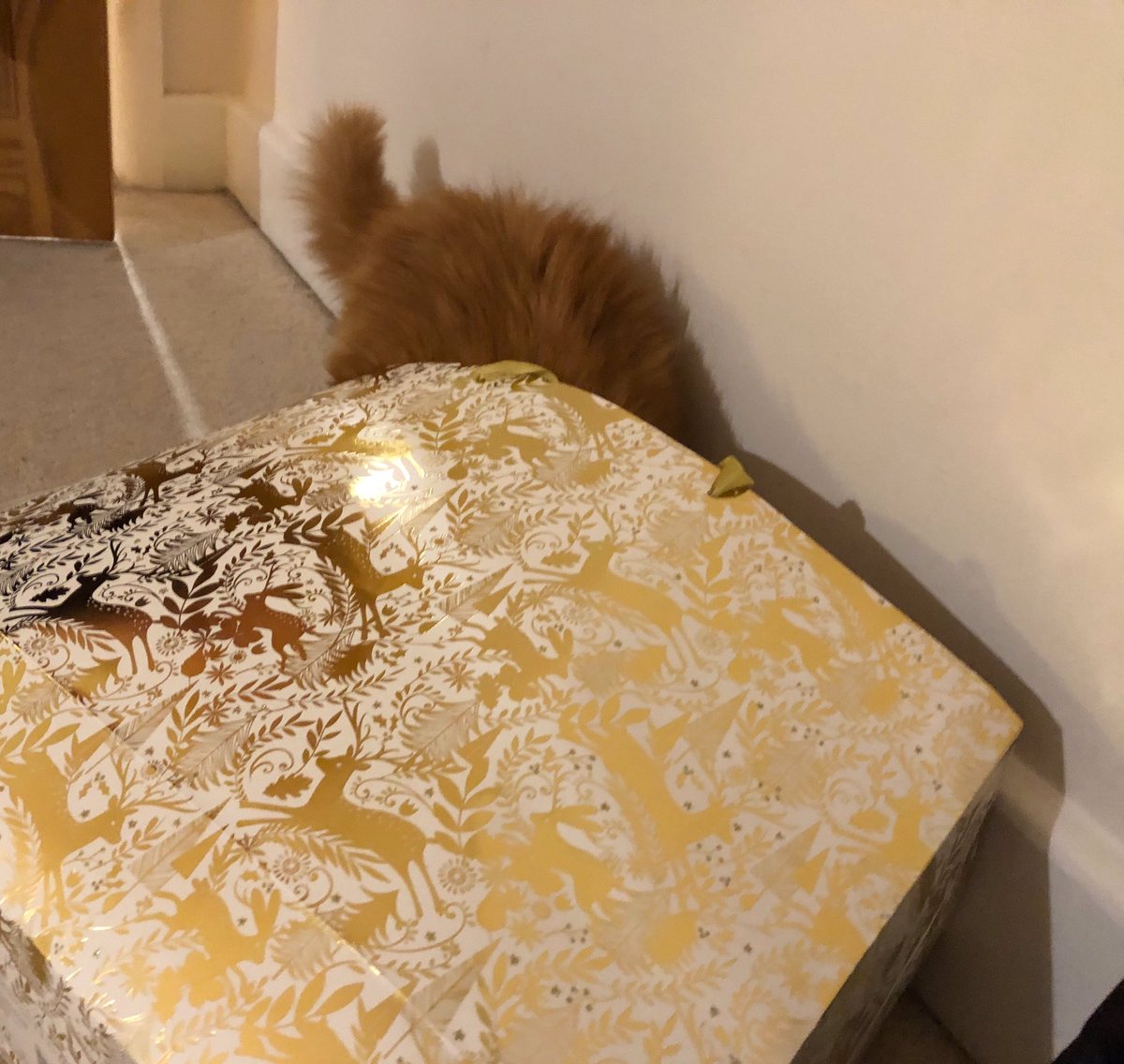 EricTheCat_Bham's tweet photo. No I won't look to see if my presents are in the bag. 🛍🎄

Absolutely not!😇

How dare you suggest such a thing. 😾

Oh, I think I can hear someone at the door 🔔....

😺👀🛍🎁😼😻

What!?

#EricTheCat #CatsOfTwitter #Cats #NeverTrustACat https://t.co/NOoqcANjRi