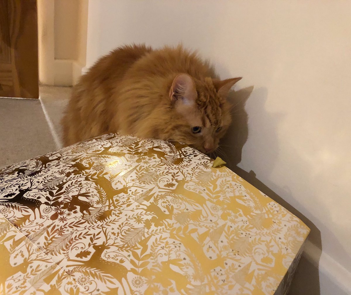 EricTheCat_Bham's tweet photo. No I won't look to see if my presents are in the bag. 🛍🎄

Absolutely not!😇

How dare you suggest such a thing. 😾

Oh, I think I can hear someone at the door 🔔....

😺👀🛍🎁😼😻

What!?

#EricTheCat #CatsOfTwitter #Cats #NeverTrustACat https://t.co/NOoqcANjRi