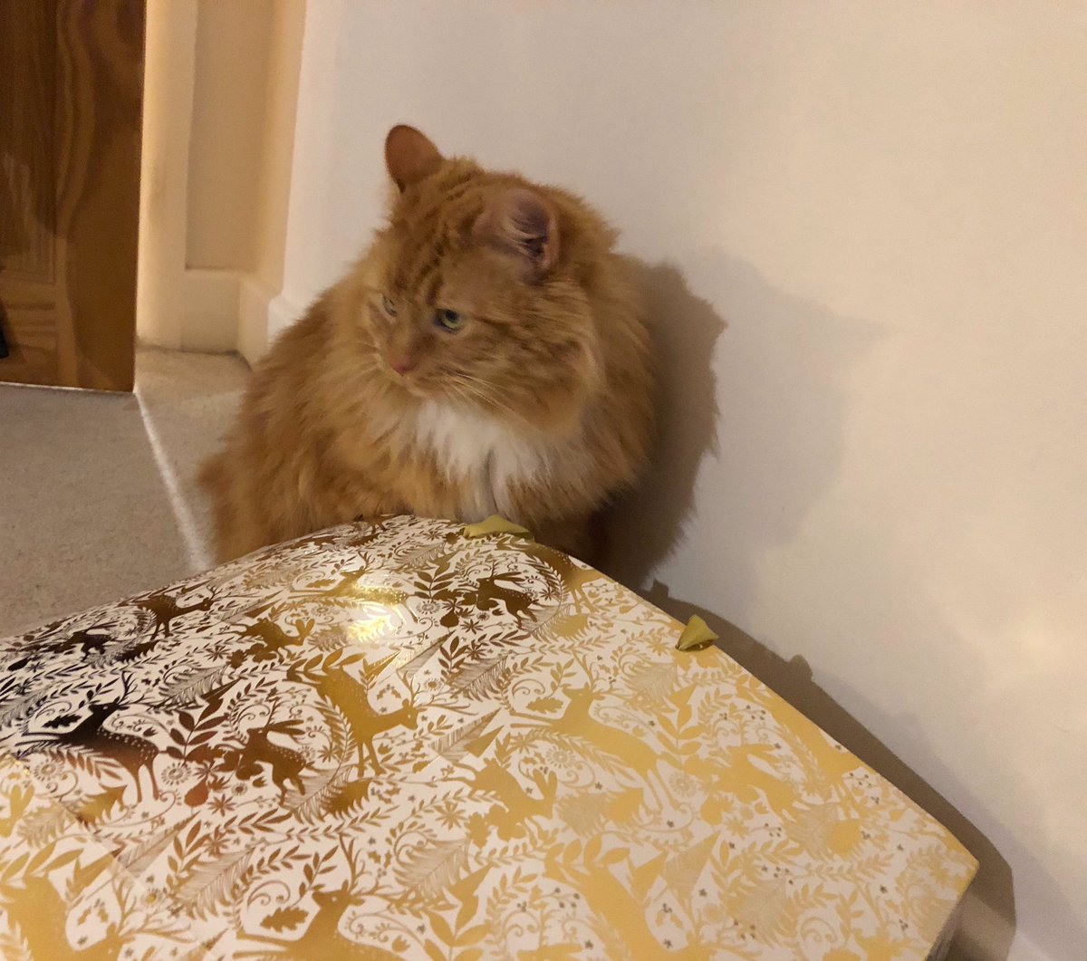EricTheCat_Bham's tweet photo. No I won't look to see if my presents are in the bag. 🛍🎄

Absolutely not!😇

How dare you suggest such a thing. 😾

Oh, I think I can hear someone at the door 🔔....

😺👀🛍🎁😼😻

What!?

#EricTheCat #CatsOfTwitter #Cats #NeverTrustACat https://t.co/NOoqcANjRi