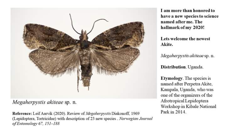 MakCoNAS's tweet photo. 💥A new species of butterfly 
has been named after Dr. Pepetra Akite a lecturer in the Dept @ZooEntFish She is an Entomologist Congratulations! Dr.Akite👌💯🙌👏👏👏 https://t.co/rKYcPzKuZl