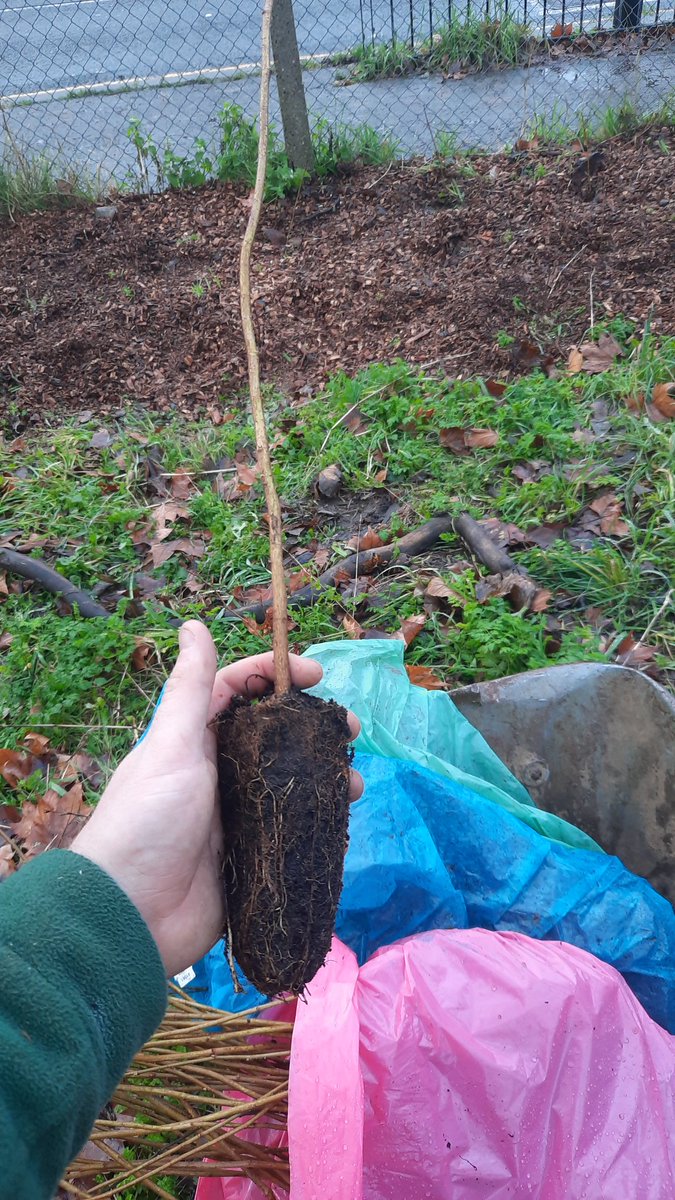 Cells are grown in trays in compost. More expensive but far more of the root system survives the process. Higher survival rates. Easier to plant well, particularly if you are digging pits vs notch planting. Generally smaller though so a high risk of being overtaken by 'weeds'.