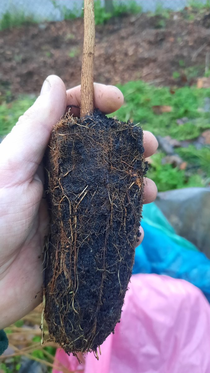 Cells are grown in trays in compost. More expensive but far more of the root system survives the process. Higher survival rates. Easier to plant well, particularly if you are digging pits vs notch planting. Generally smaller though so a high risk of being overtaken by 'weeds'.