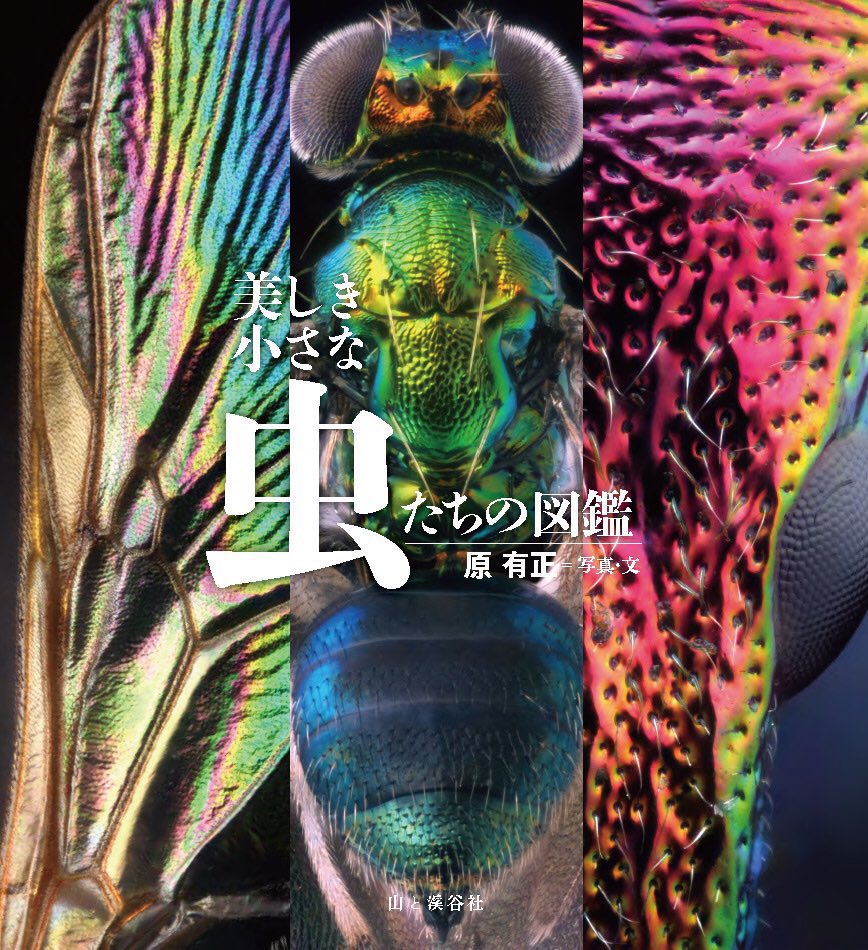 Yamakei_ikimono's tweet photo. 🐿いきもの部 最近の本📚

・DRAWDOWN ドローダウン― 地球温暖化を逆転させる100の方法🌍

・わいるどらいふっ！２　身近な生きもの観察図鑑 🦊🐻

・美しき小さな虫たちの図鑑🕷💎

・ときめく雲図鑑☁ https://t.co/iLwEZVDXbu