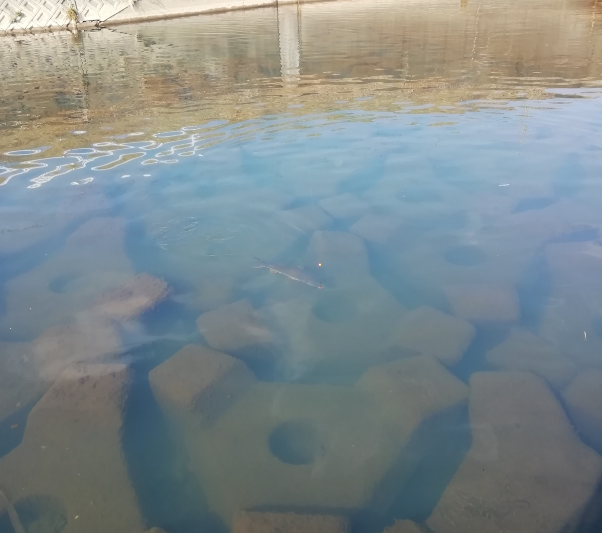 Piku Piku アリエクで買った延べ竿で鯉釣り 10円なのに出来がいい 鯉は60cmくらい リールが無いと寄せるのが大変だけどたのしー 鯉釣り