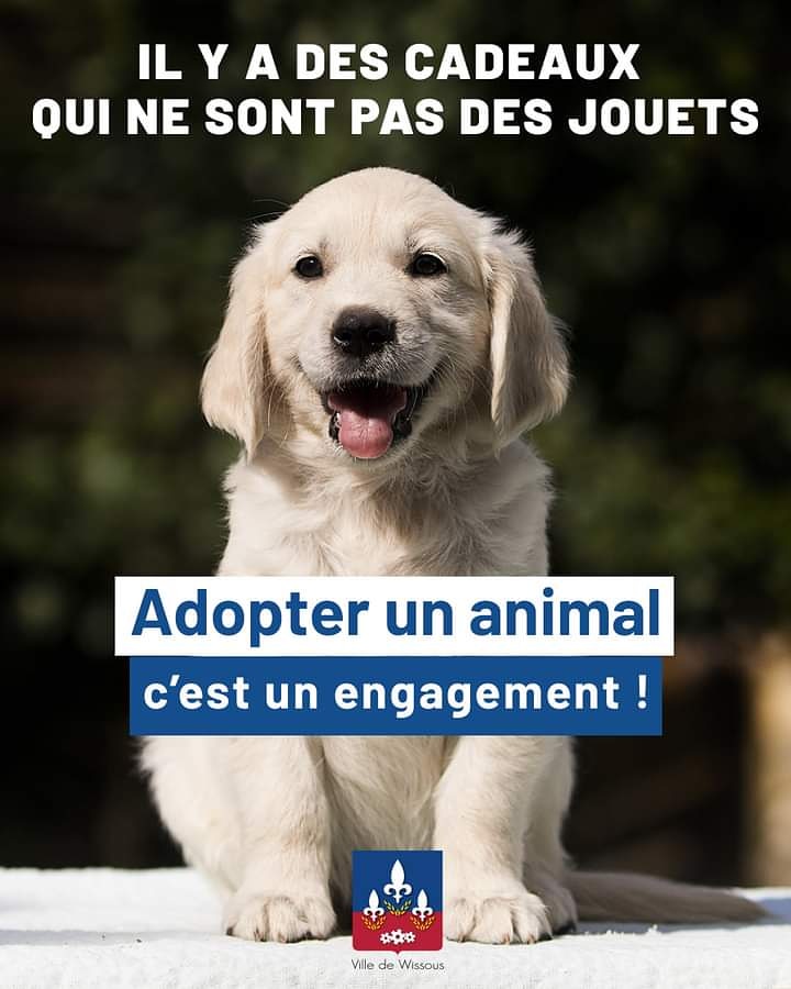 🐾 I Cause animale
Pour Noël, certains sont tentés d’offrir 1 animal. L’occasion pour la municipalité de rappeler qu’1 animal n’est pas un jouet. Quelques un de ces « cadeaux » se retrouvent abandonnés…Adopter, c’est 1 engagement et 1 responsabilité, il faut en avoir conscience.