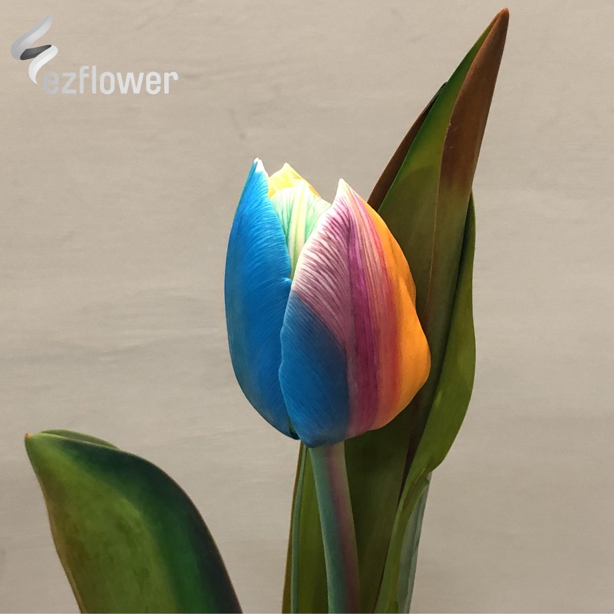 ez_flower's tweet photo. You love em or you hate, Rainbow tulip. #flower #flowers #flowerlover #flowerart #flowermagic #floralphotography #floraldesign #floralstyling #floralarrangement #floraldesigner #slowfloralstyle #floralfix #florallove #florallife #floral #ezflower #flowerwholesale #tulips #tulip https://t.co/xH9lSC9juR