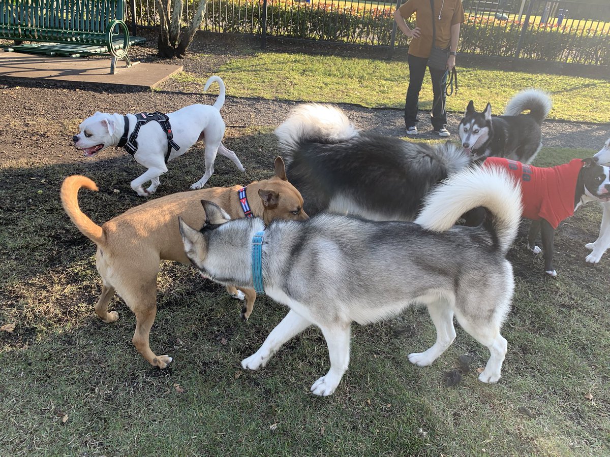 OhMyDog I had so much fun making new Frens at Doggo Park!🐾