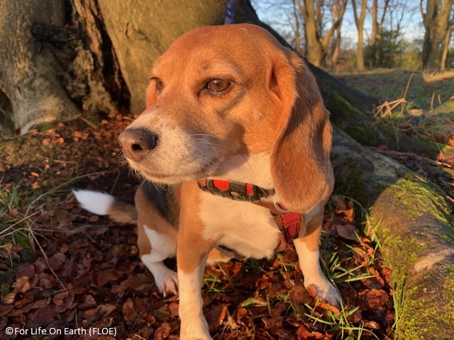 BetsyAmbassador's tweet photo. @WeatherDog3 "Beautiful Titch woooof! You are a princess, with the biggest most gorgeous brown eyes, just like Rupe's. I love you!" #PrincessClub #Christmas โค๏ธ๐๐๐๐๐๐๐๏ธ https://t.co/d1vTXVgQpd