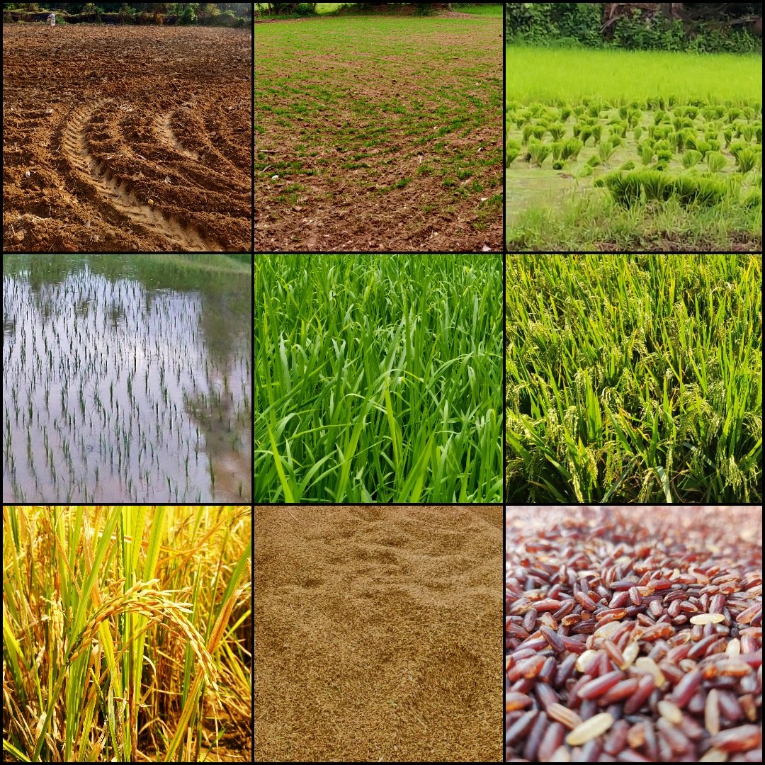 PadhmaBala's tweet photo. From Day 1 to Day 120 - from soil to our kitchen #nationalfarmersday 🌾 #kisandiwas https://t.co/mbtBuTzVHj