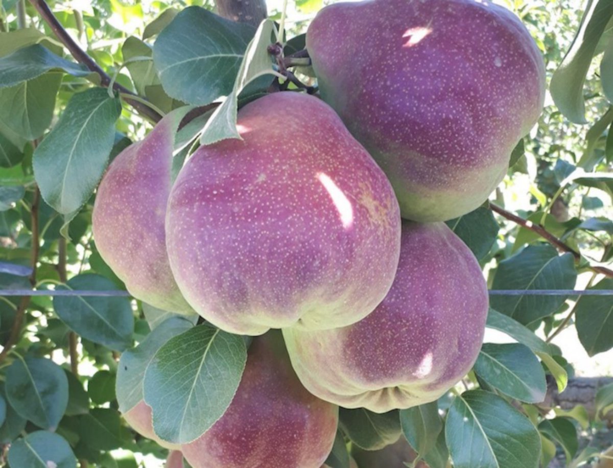 ASIA_FRUIT's tweet photo. Australian Rico® pear is building interest in domestic and export markets! A fruit with huge potential in the Asia. Malaysia, Singapore and Hong Kong will be reached in the 2021 season. Read the full article👉https://t.co/BRngkshf1h #asiafruitlogistica2021  @applesnpearsAU https://t.co/gChaiRkKup