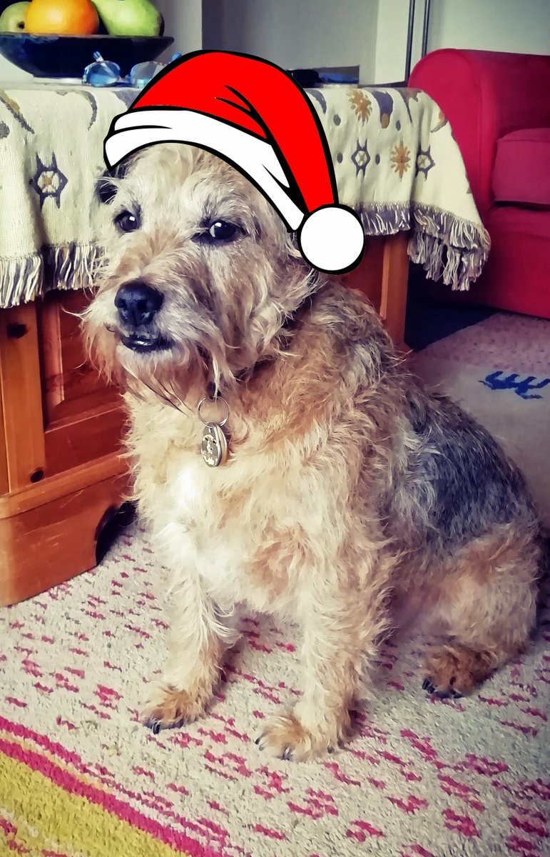 freddy_terrier's tweet photo. Happy Christmas @DogsTrust https://t.co/R396RcPU90