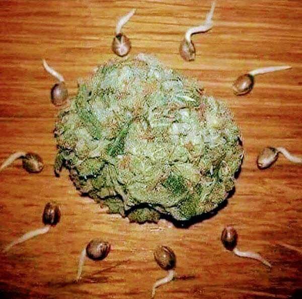 Towards a new #high beginning..😂🌿💨
#weeddeals - theweeddays.com
@CANNiLIVE <a href="/cannabisforrec/">Legal Cannabis</a> <a href="/CannaHollow/">𝘽𝙧𝙖𝙣𝙙𝙤𝙣 ✨😗༄💨</a> <a href="/YessWeCannabiss/">Yes We Cannabis</a> <a href="/StarsofSugar/">🧚‍♀️🌟Pixie Star🌟🧚‍♀️</a> <a href="/wanna_dragon/">DragonQueen</a> @AshholeG420 <a href="/cannabisforrec/">Legal Cannabis</a> @CraigMurphy24 <a href="/NorCalStoner420/">★Mary★</a> @Best_I_CouldDo <a href="/JoleneBarletta/">j.♡︎</a> <a href="/TheFiscalStoner/">Fiscal</a>