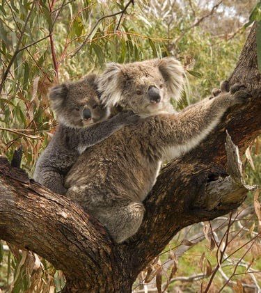 Oh and how does a baby koala (which I’m sure you think is even cuter than the adults) able to process eucalyptus with its underdeveloped digestive system??? It eats its mother’s poo. Yes, it nuzzles the anus of its mother to collect eucalyptus poo juice.