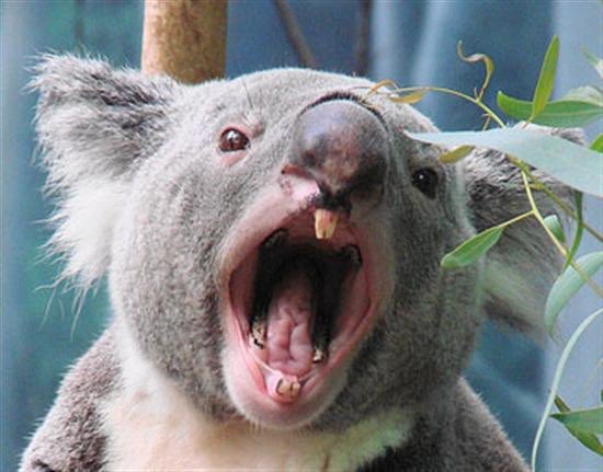 Koalas. Have. NOTHING. When their teeth erode down to nothing, they resolve the situation by starving to death, because they are SO SHIT!