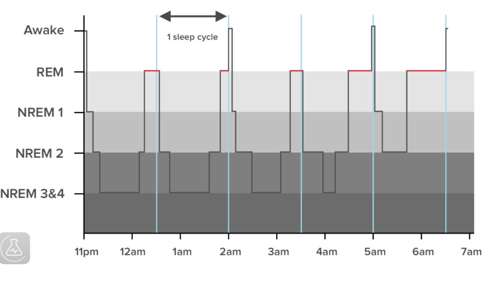 11/n NREM sleep dominates the early part of night & REM sleep's share increases as morning apporaches.img src ~  https://www.snorelab.com/the-architecture-of-sleep/