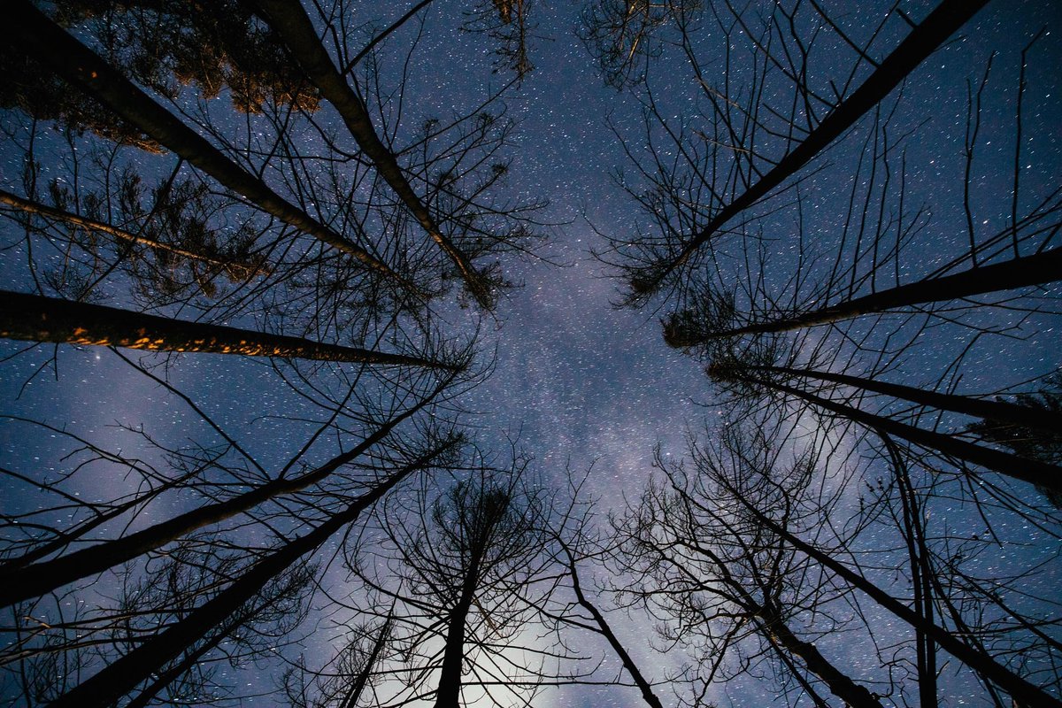 Mag7Lodges's tweet photo. "I know nothing with any certainty but the sight of the stars makes me dream." -Vincent Van Gogh

Looking up through the trees to a beautiful starry sky @SiwashLake 

https://t.co/JeulVAS85N https://t.co/TtN9YdJtsy
