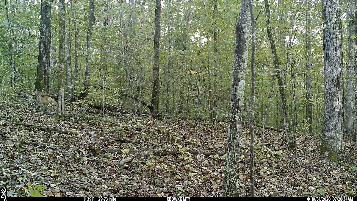 CrossbowKristy's tweet photo. Itβs a safe bet that (only 10yds off the steps of) the back of my old home place is these #doesβ bedding area - hereβs a daytime rest caught on the @BrowningCams #whitetails #deer #bowhunter #deerhunting #wildlife #browning #ravincrossbows #getoutside #shehunts https://t.co/FpePNY2pGI