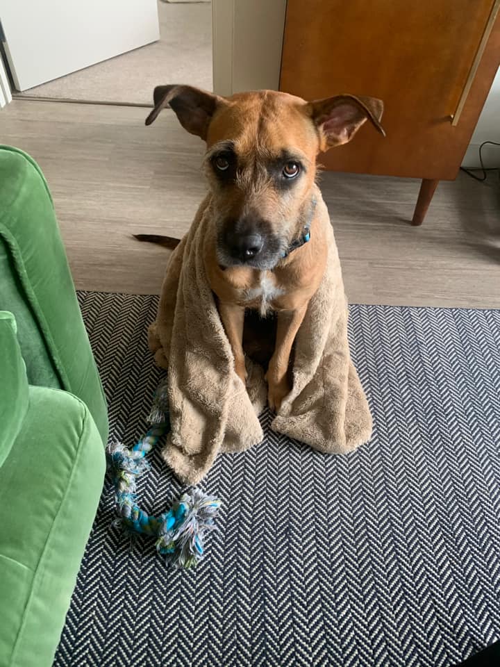 Andre enjoying the water. Ripley with the best puppy dog eyes. Lucy Lu with that sweet whale raincoat. And Jasper sitting pretty on a stump