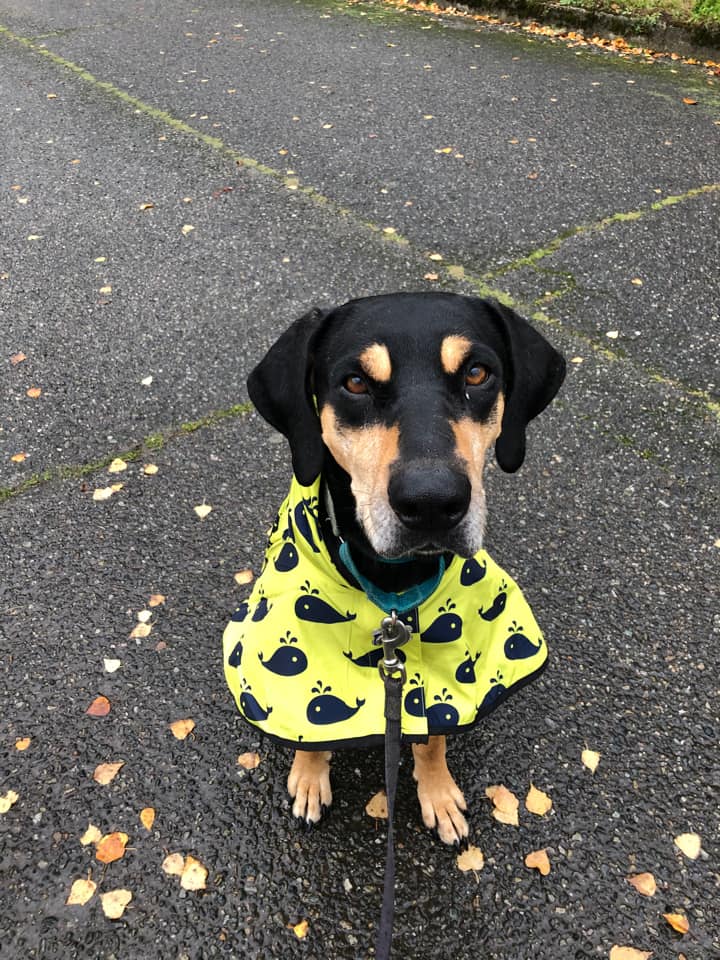 Andre enjoying the water. Ripley with the best puppy dog eyes. Lucy Lu with that sweet whale raincoat. And Jasper sitting pretty on a stump