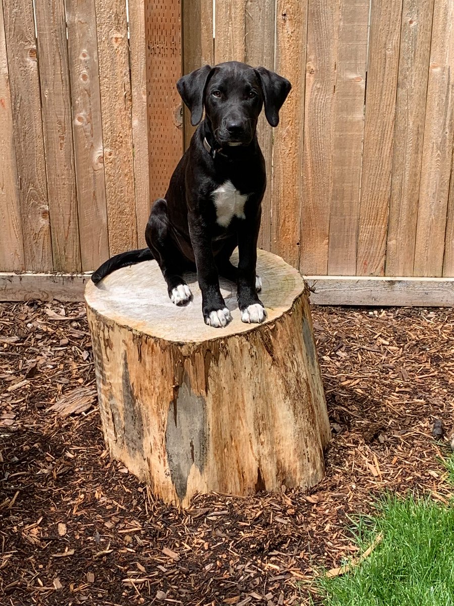 Andre enjoying the water. Ripley with the best puppy dog eyes. Lucy Lu with that sweet whale raincoat. And Jasper sitting pretty on a stump