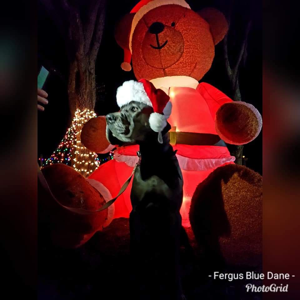 FergusGreatDane's tweet image. #waybackwednesday 🎅♥️

#christmas2018 #christmasdogs #christmasisfordoglovers #christmasisfordogs #christmas #greatdane #bluegreatdane #fergusthebluedane #dogsoftwitter