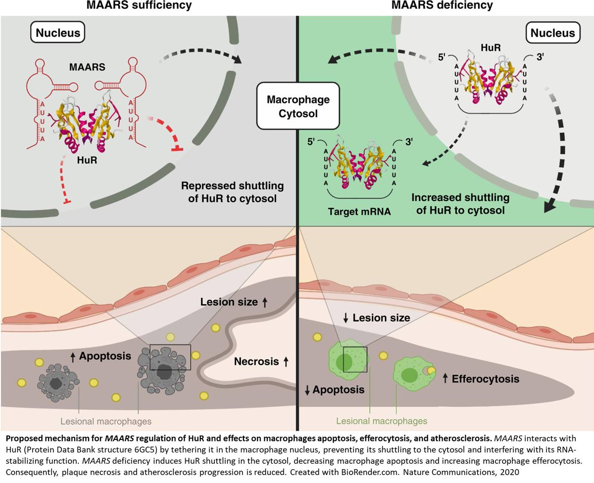 ScienceMission's tweet photo. Long non-coding RNA's role in cardiac plaque build-up
https://t.co/89Njk7M0VF https://t.co/qG5Lfk1aEy