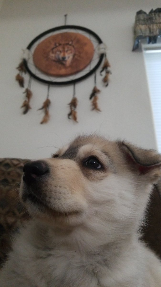 highfridayband's tweet photo. @genesimmons Luna listening to your post.  She is hearing Carol's for the first time.  Can't wait till she's big enough to go to the studio.  Merry Christmas! https://t.co/BE9Bkzg21G