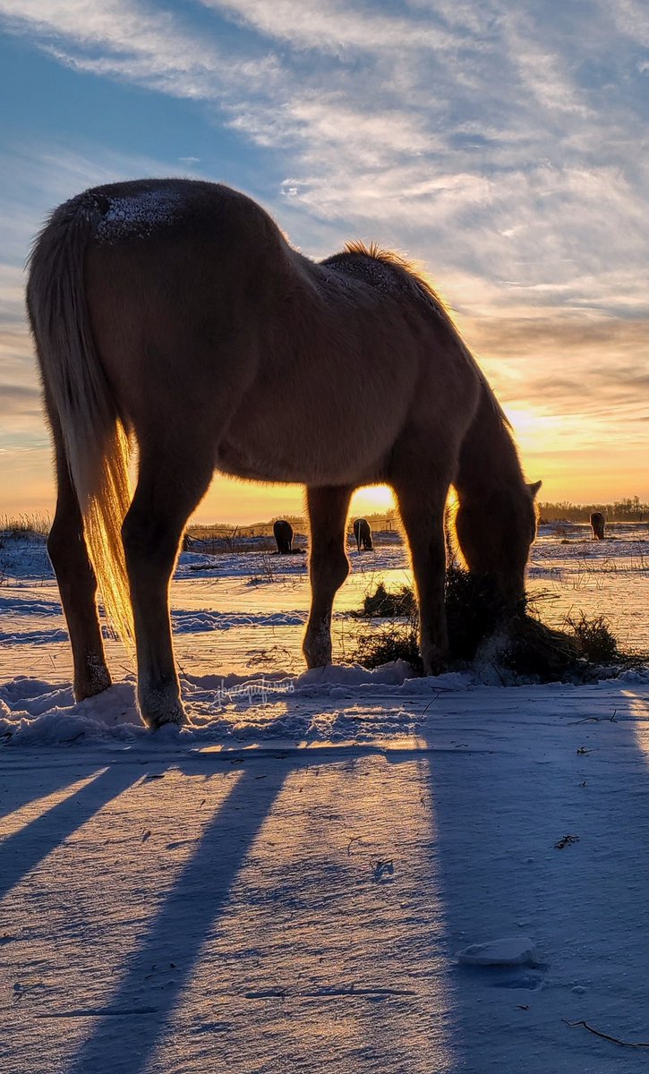 JBMEquiFarms's tweet photo. Such a cold but beautiful morning.
You would think they would be used to me lying on the ground ...but no. Goldie had to come look. ๐คฃ๐
#horses #cold #winter #mbstorm #mbwx #afterthestorm #whatphotographersdo #snowsuitneeded #manitoba #mybackyard https://t.co/Al1wlrApVx