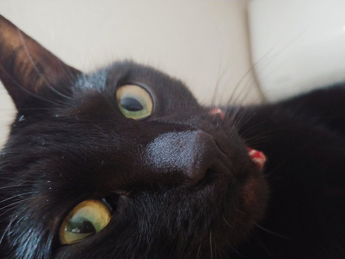 仔猫を拾ったので 980日目 ピーちゃん 黒猫 は魔女の宅急便に出てくるキャラクターにそっくり と父に言われ まじまじと顔を覗き込んだものの そんなに似てるかなぁと思い そうかな どうだろう と曖昧に返したところ いや似てるよ キキに と 仔猫を拾ったので 980日目 ピーちゃん 黒猫 は魔女の宅急便に出てくるキャラクターにそっくり と父に言われ まじまじと顔を覗き込んだものの そんなに似てるかなぁと思い そうかな どうだろう と曖昧に返したところ いや似てるよ キキに と