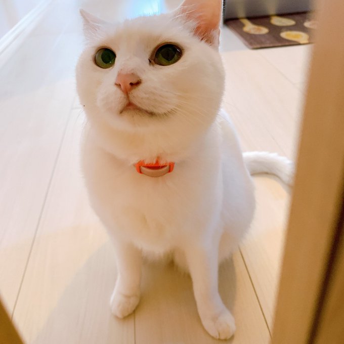 ネコチャンと一緒に暮らすことになりました👶🐈

名前はミルクさん🍼5歳の女の子です。

スン…て顔してるけど甘えん坊なので、お膝に乗せないとイタズラしたり暴れるから甘やかしすぎる〜🥺💛 