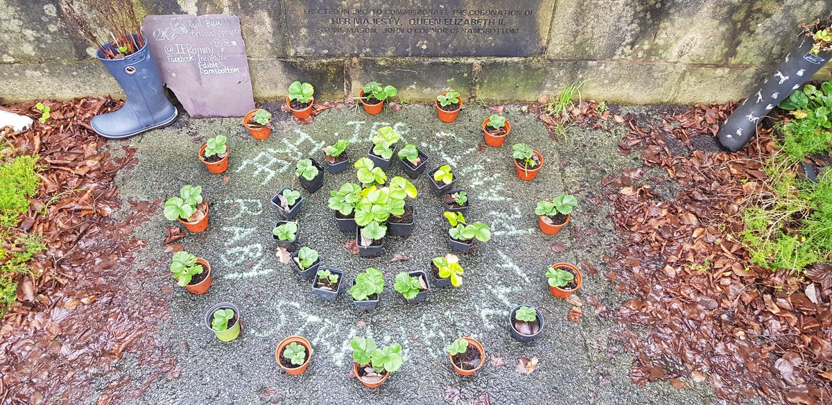 Looking for a last minute #gift, we've just delivered some more of our #FREE baby #strawberry #plants to Market Sq, #Ramsbottom so please come &amp; help yourself and give someone you love the #Christmas gift that keeps on giving: #IncredibleEdible #strawberries 🍓🍓🍓 #Christmas2020