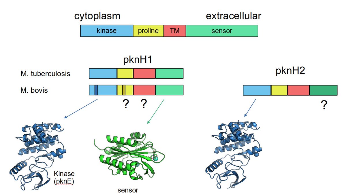 dmnfarrell's tweet photo. A postscript to our @PLOSPathogens paper: 
Bioinformatics and other bits - Detecting polymorphisms in the RD900 region of MTBC species https://t.co/nwbzOqQK3D 
@ucddublin @UCD_OneHealth @steve_myco https://t.co/wbPrjefr4W