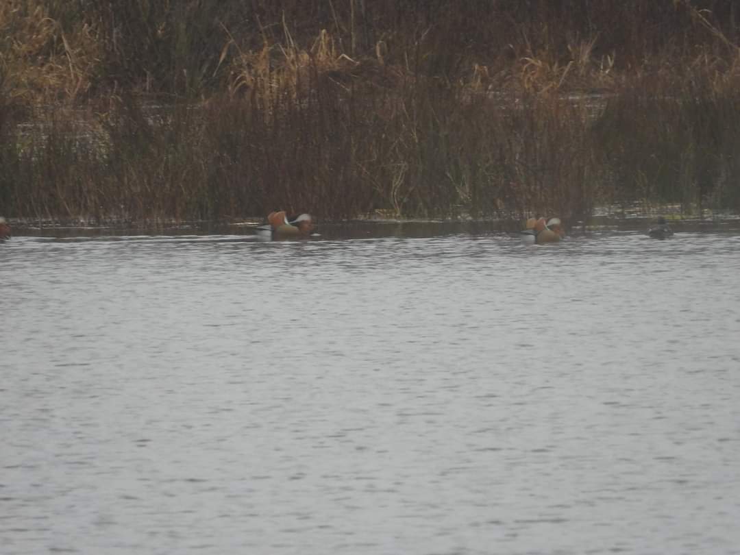 Mightychub's tweet photo. #WyverlaneNR #amshift highlights in the murk & rain #Wellieweather 6 Shoveler, 7 Mandarin, Water Rail, female Sparrowhawk, 9 Meadow Pipits @DerwentBirder @DanielCMartin1 @cockayne_simon #Derbyshirebirds @BirdsDerbyshire #usualsuspects #puddlesgalore https://t.co/Fj17OwIaW5