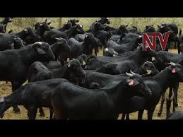 SMudoola's tweet photo. Through economic diversification by farming 
@NRMOnline provided mubende goats, these are indigenous breed  that has shiny, straight hair that is normally black or a mixture of black and white. Its skin is used as leather in the tanning industry. 
#myfuture #SecuringYourFuture https://t.co/OYg6u6Ou5p