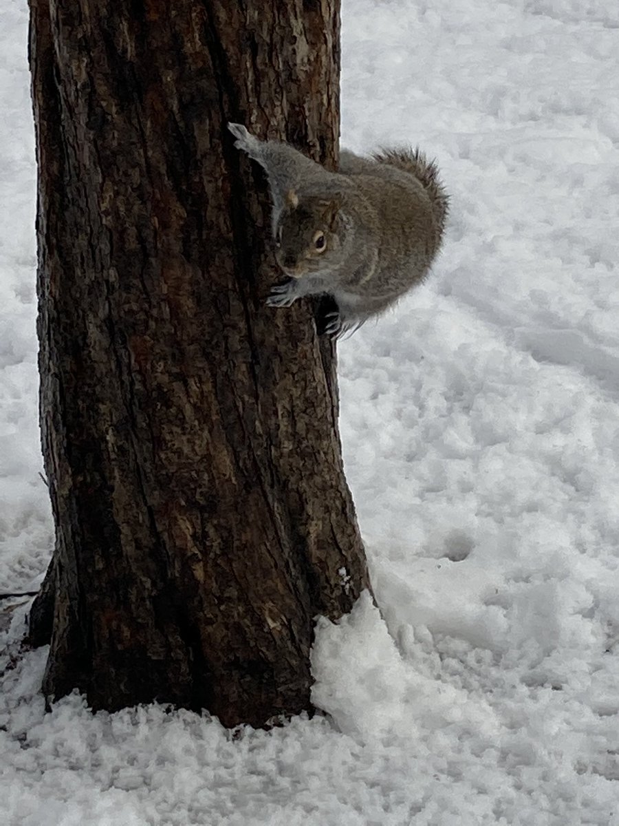 TarahDSchwartz's tweet photo. Plumping up for the winter while enjoying the snow. Isn’t that what we’re all doing?? #squirrel #wegotsnow #searchingforfood #Montreal https://t.co/yLSuHDNNUz