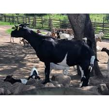 SMudoola's tweet photo. Through economic diversification by farming 
@NRMOnline provided mubende goats, these are indigenous breed  that has shiny, straight hair that is normally black or a mixture of black and white. Its skin is used as leather in the tanning industry. 
#myfuture #SecuringYourFuture https://t.co/OYg6u6Ou5p