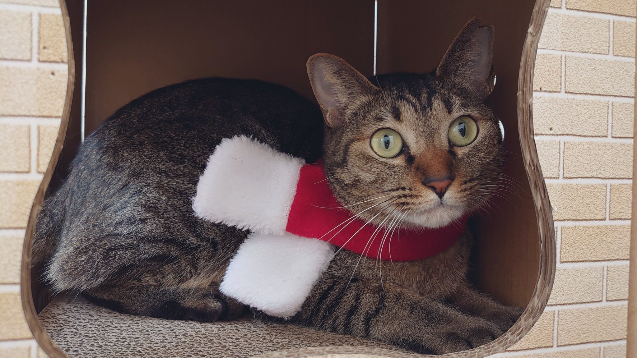 保護ねこ施設catswelcare 12 23 エルちゃんにはサンタ服とサンタマフラーの2種類を挑戦して貰いました どちらの服もお似合いです Catswelcare 保護猫 保護猫サロン 猫好きさんと繋がりたい 猫のいる幸せ 猫のいる暮らし 里親募集中