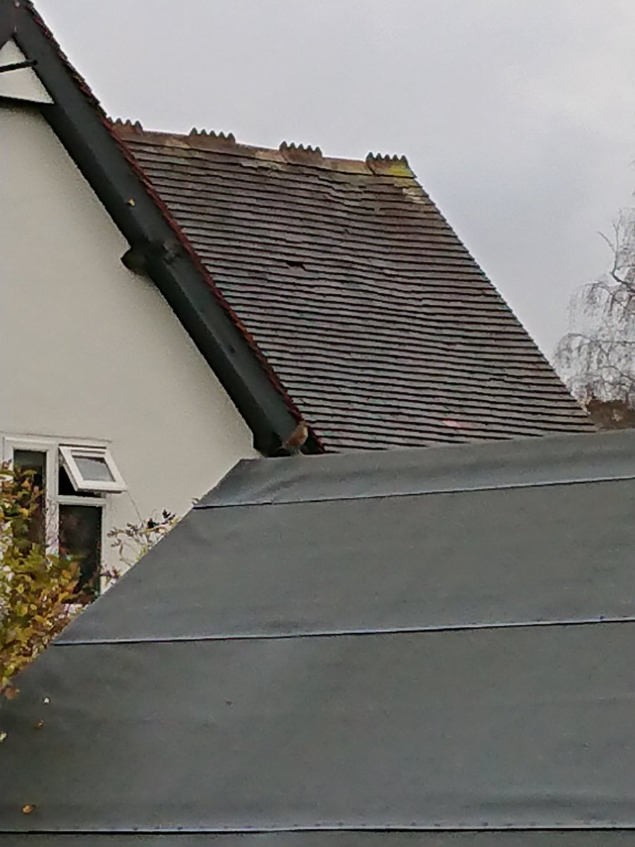TChand1er's tweet photo. @Natures_Voice Heard an unusual and fairly loud bird sound and managed to spot the culprit. Apologies for the poor quality, it didn't stay for long so no opportunity to get a better shot. Could have been a warbler, seemed to be of that size. Any ideas what it could be? #rspb https://t.co/L0it6tT85I