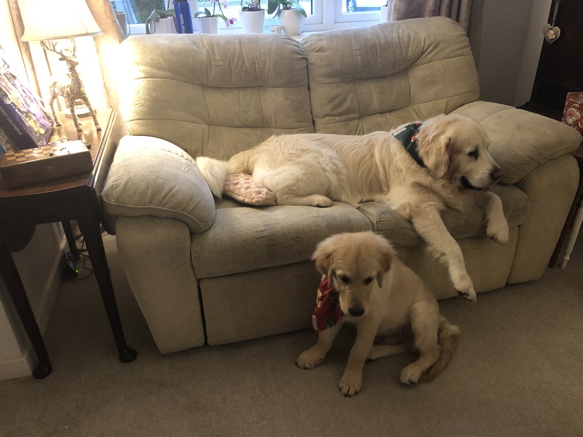 Just chilling in the hood #dogsoftwitter