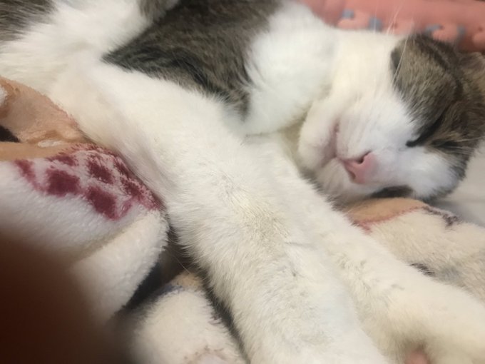 ❤️🐱❤️ https://t.co/RCoSq8OTqk<a href="/tag/booty"class="tags"><span>#booty</span></a><a href="/tag/sex"class="tags"><span>#sex</span></a><a href="/tag/new"class="tags"><span>#new</span></a><a href="/tag/porn"class="tags"><span>#porn</span></a><a href="/tag/outdoors"class="tags"><span>#outdoors</span></a><a href="/tag/horny"class="tags"><span>#horny</span></a><a href="/tag/bubblebutt"class="tags"><span>#bubblebutt</span></a>