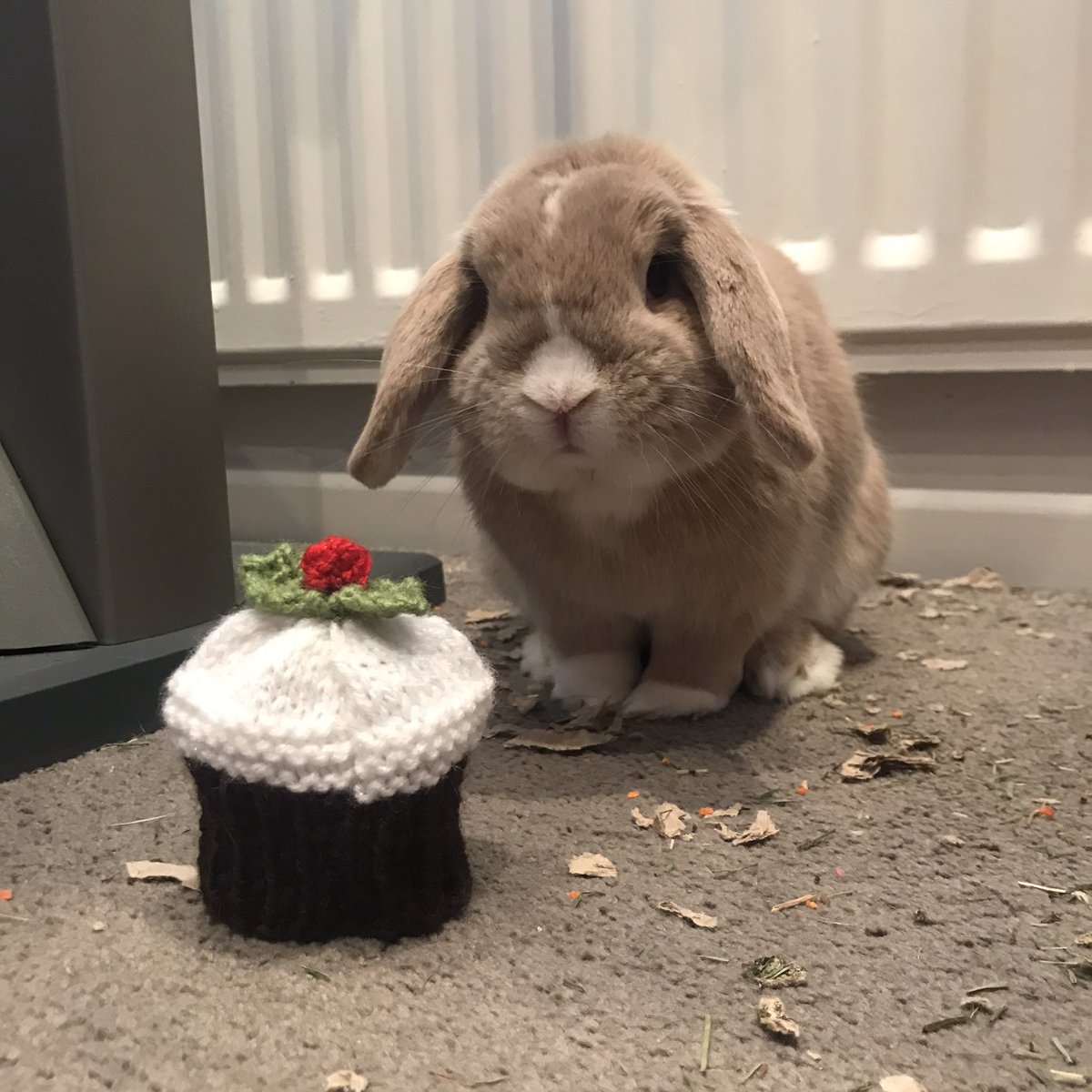 happy christmas eve eve! 🐰🎅