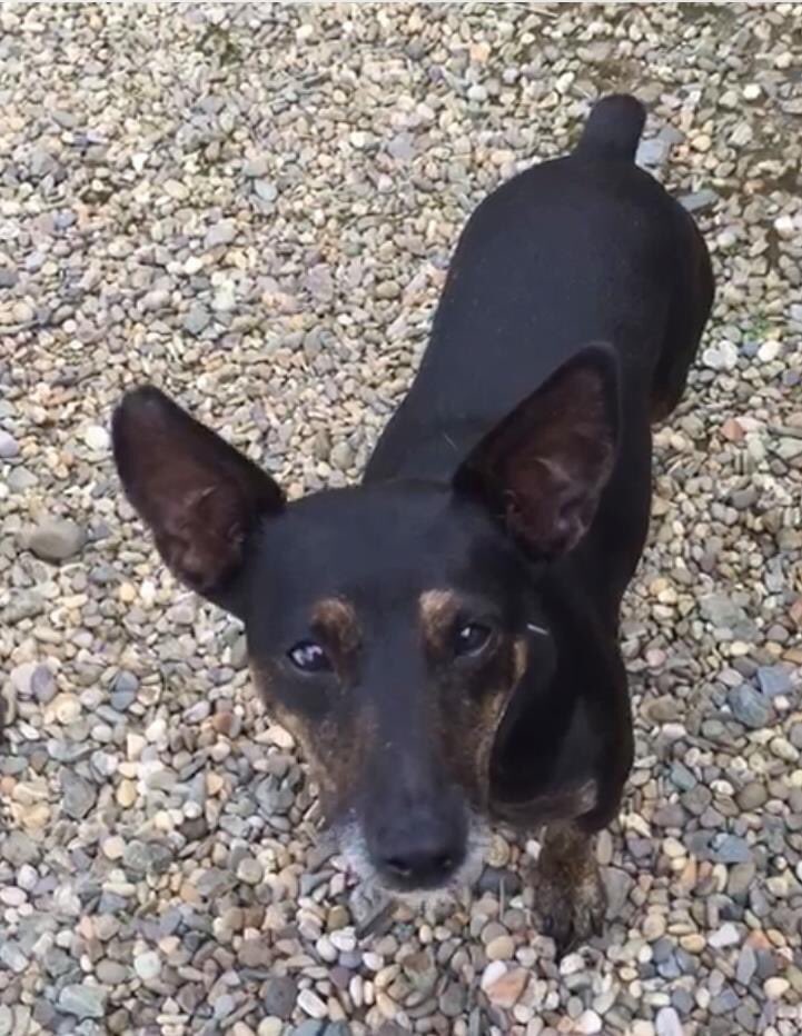 deedocod's tweet image. Can ppl plz keep an eye out for coco so we can try get her home for the best Xmas present ever 🎁