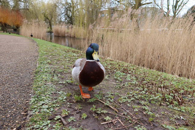 Duck of the day tweet media
