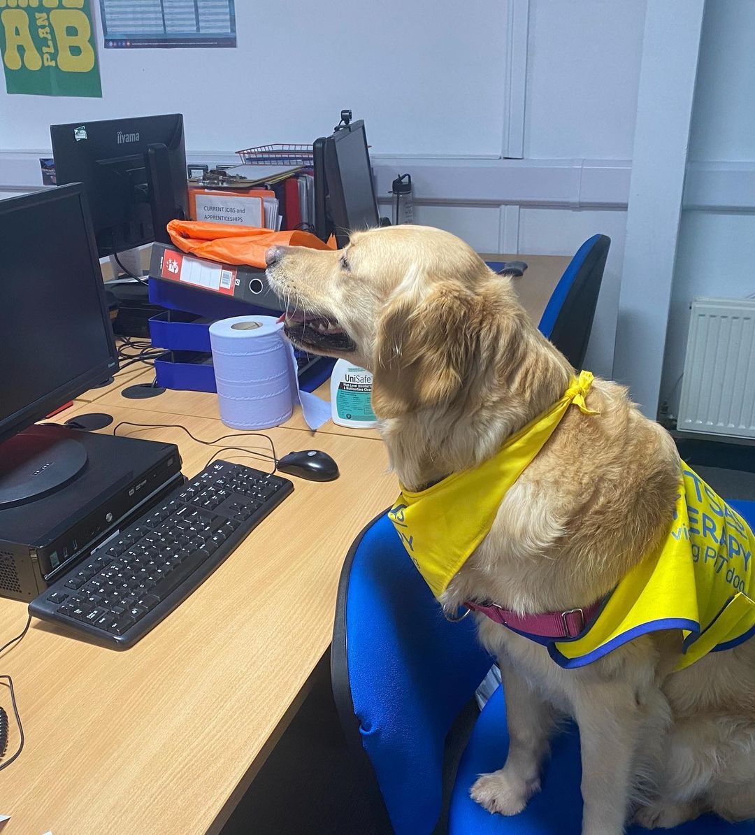 PetsAsTherapyUK's tweet image. Last week, #PATdog Bambi went for a special visit to @BathCollege! She brought lots of smiles to the staff there, and it's not hard to see why! 💙🐶🎄

📷 instagram.com/bambi_and_nala/ 🌟
#PetsAsTherapy #PAT #Christmas #Charity #Volunteer