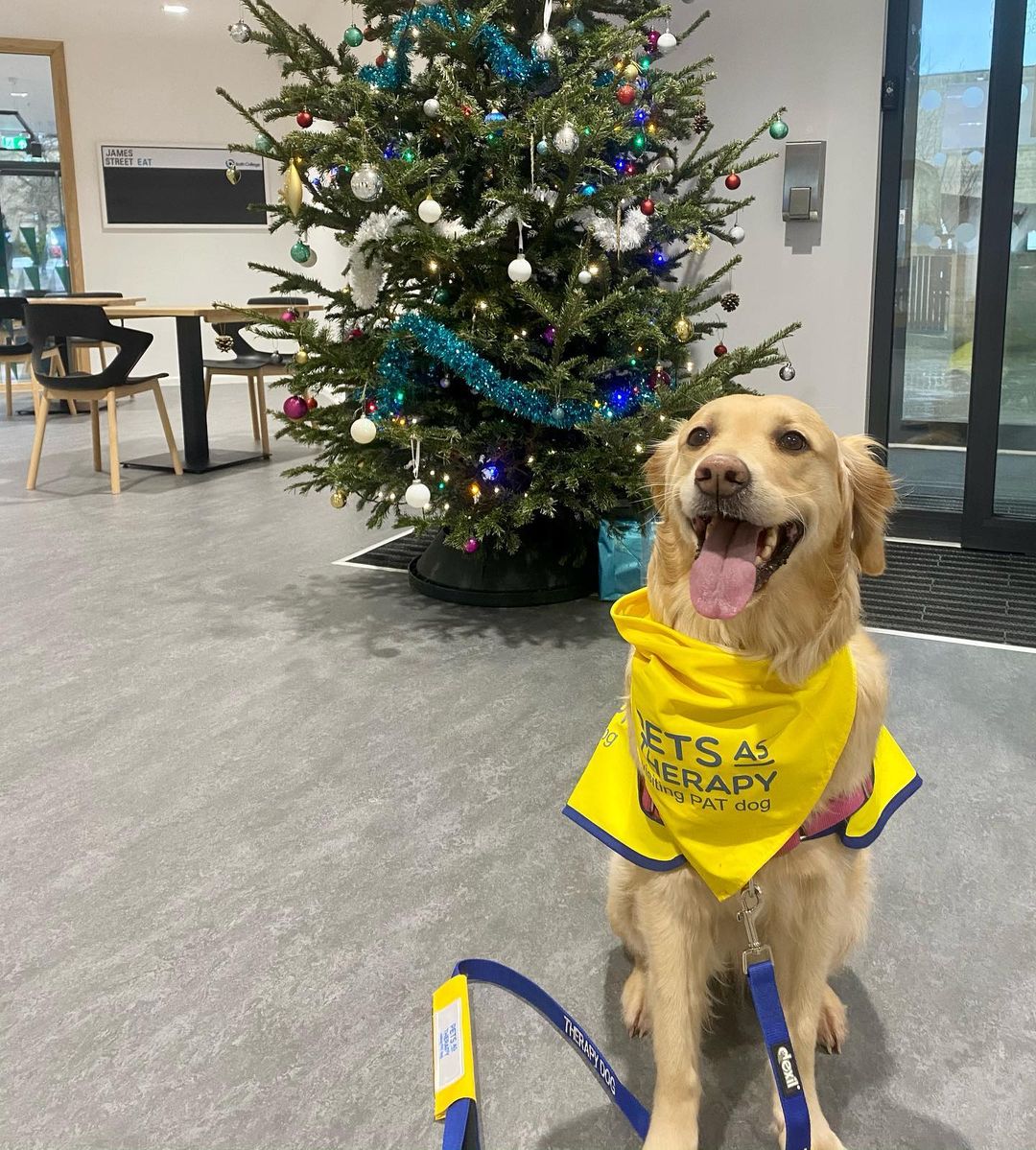 PetsAsTherapyUK's tweet image. Last week, #PATdog Bambi went for a special visit to @BathCollege! She brought lots of smiles to the staff there, and it's not hard to see why! 💙🐶🎄

📷 instagram.com/bambi_and_nala/ 🌟
#PetsAsTherapy #PAT #Christmas #Charity #Volunteer