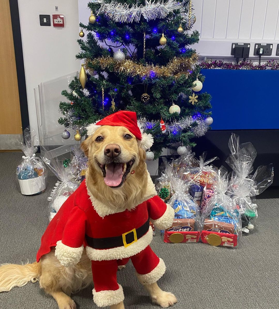 PetsAsTherapyUK's tweet image. Last week, #PATdog Bambi went for a special visit to @BathCollege! She brought lots of smiles to the staff there, and it's not hard to see why! 💙🐶🎄

📷 instagram.com/bambi_and_nala/ 🌟
#PetsAsTherapy #PAT #Christmas #Charity #Volunteer
