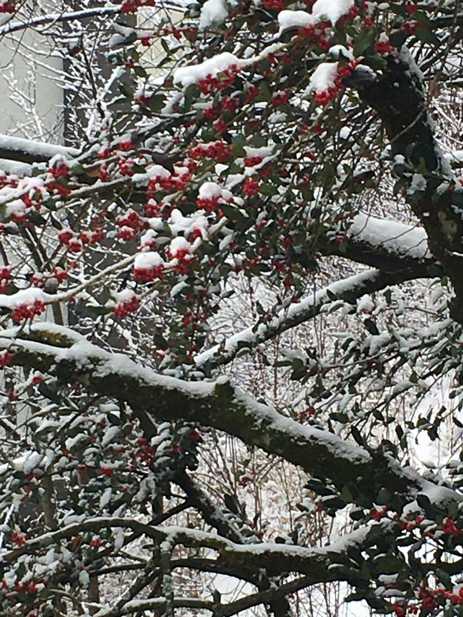 Avril Wright (@avril_ensuisse) on Twitter photo 