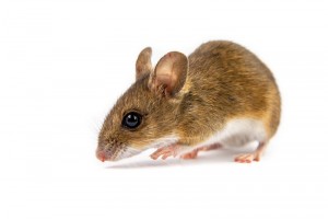 New blog posted: Common Dangers of a Rodent Infestation. Read more at: aerex.com/blog/common-da…