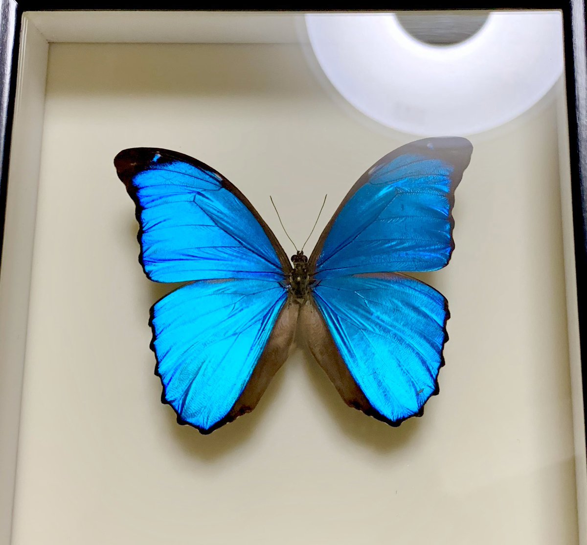 皆さんの蝶が見たい のイラスト マンガ コスプレ モデル作品 34 件 Twoucan