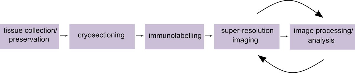 Hello twitter! Today I thought of showing you what an experiment from start to finish looks like for me! Here is a quick outlook: